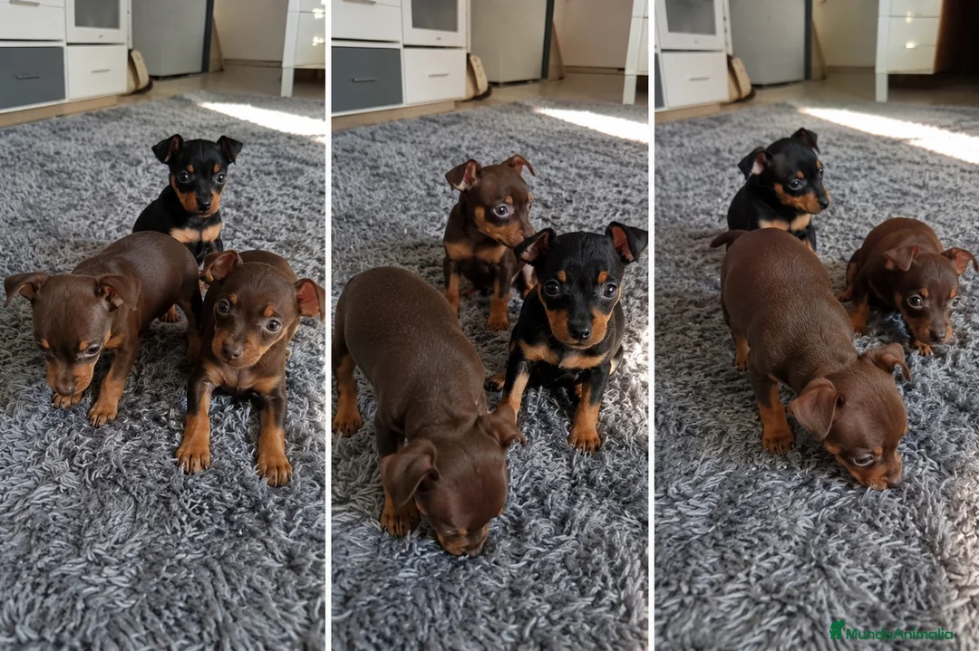 Pinscher Miniatura perros en venta: Cachorros Mini Pinscher | Entrega en Toda España - Anuncio 1