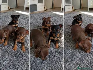 Pinscher Miniatura perros Cachorros Mini Pinscher | Entrega en Toda España - Anuncio 4