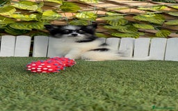 Pomerania perros en venta: POMERANIA MACHO ENVIOS A TODA ESPAÑA - Imagen 19