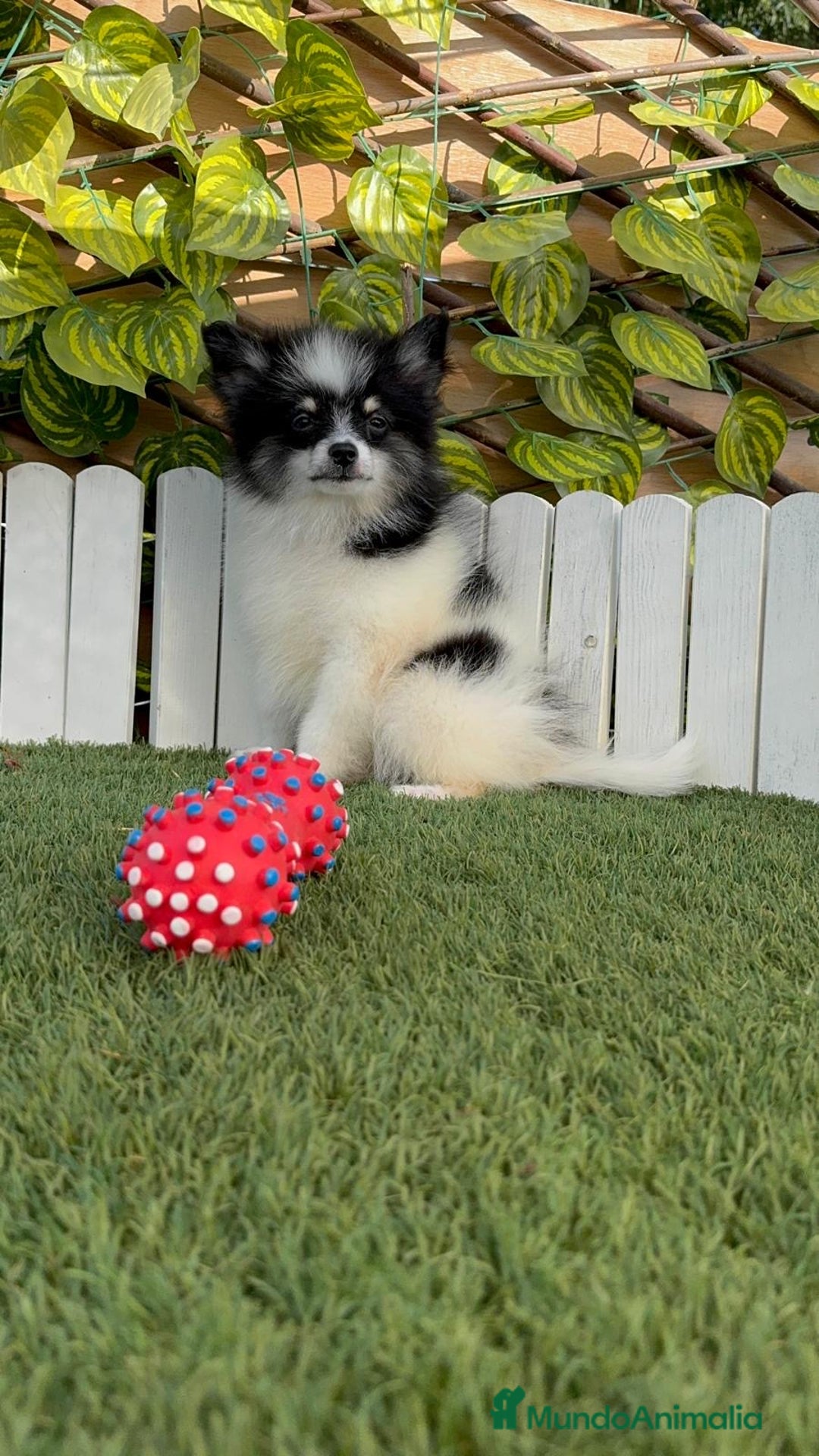 Pomerania perros en venta: POMERANIA MACHO ENVIOS A TODA ESPAÑA - Imagen 19