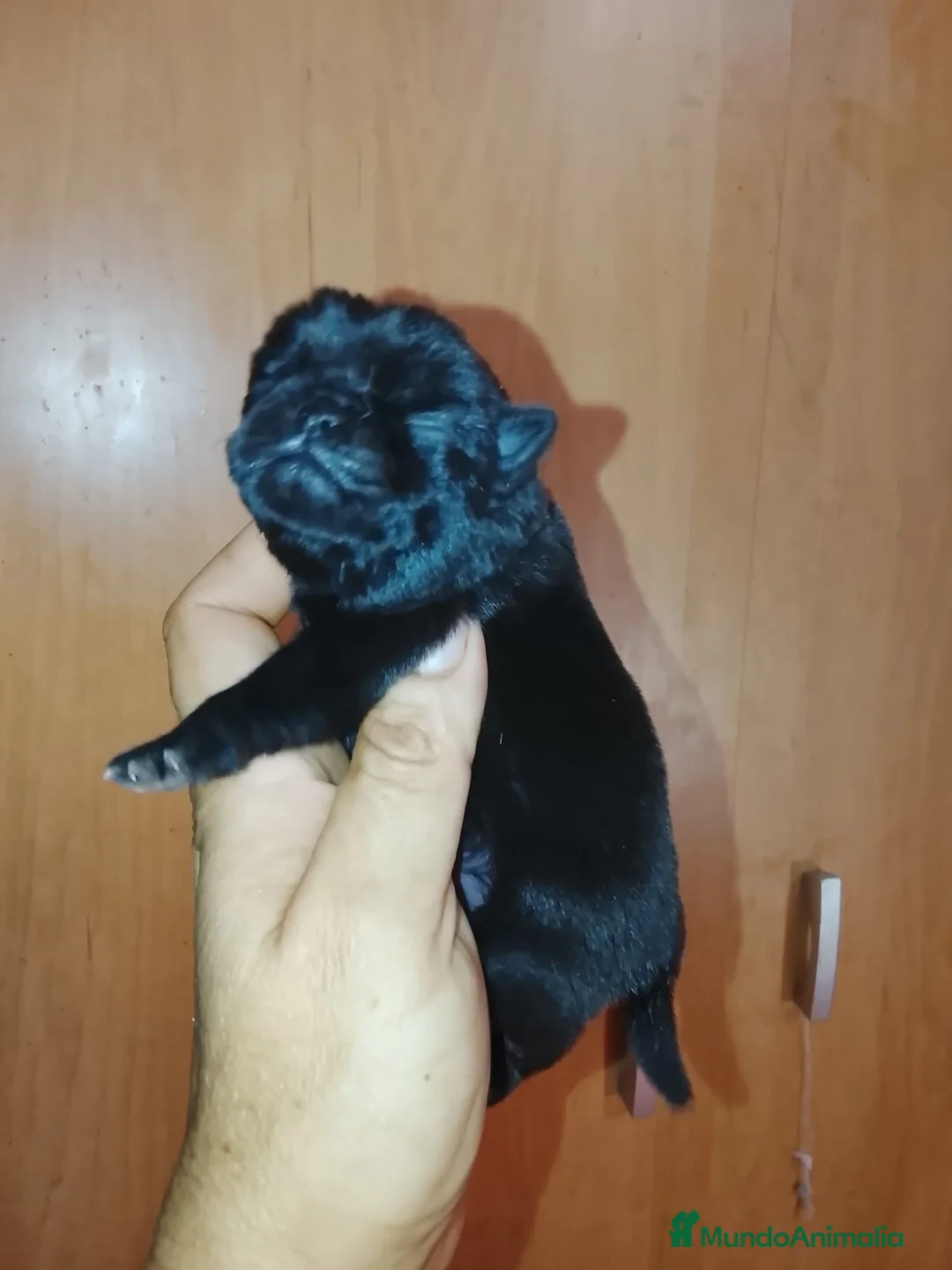 Carlino - Pug perros en venta: Macho de carlino  - Anuncio 2