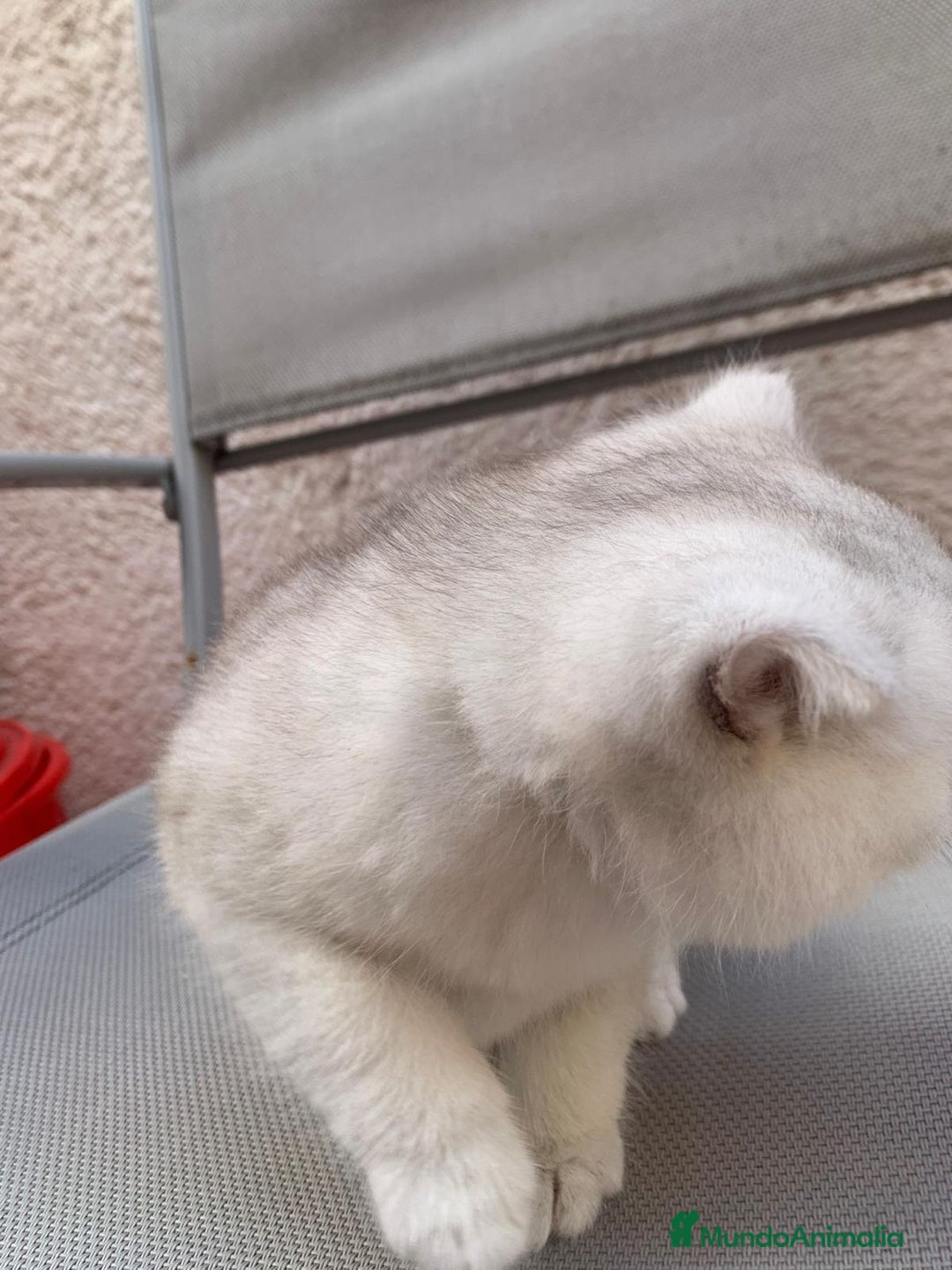 Británico de Pelo Corto gatos en venta: British shorthair - Anuncio 5