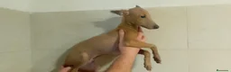 Pequeño Lebrel Italiano perros en venta: GALGO RETRIEVER ENANO ISABELINO - Anuncio 4