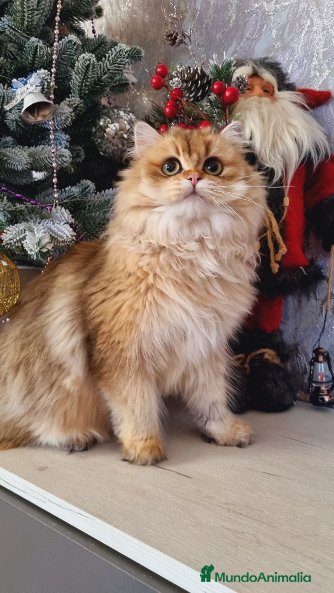 Británico de Pelo Corto gatos en venta: British golden tabby ticked  - Anuncio 1