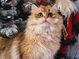 Británico de Pelo Corto gatos British golden tabby ticked - Anuncio 1