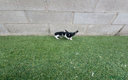 Chihuahua perros en venta: Chihuahua micro toy - Imagen 13