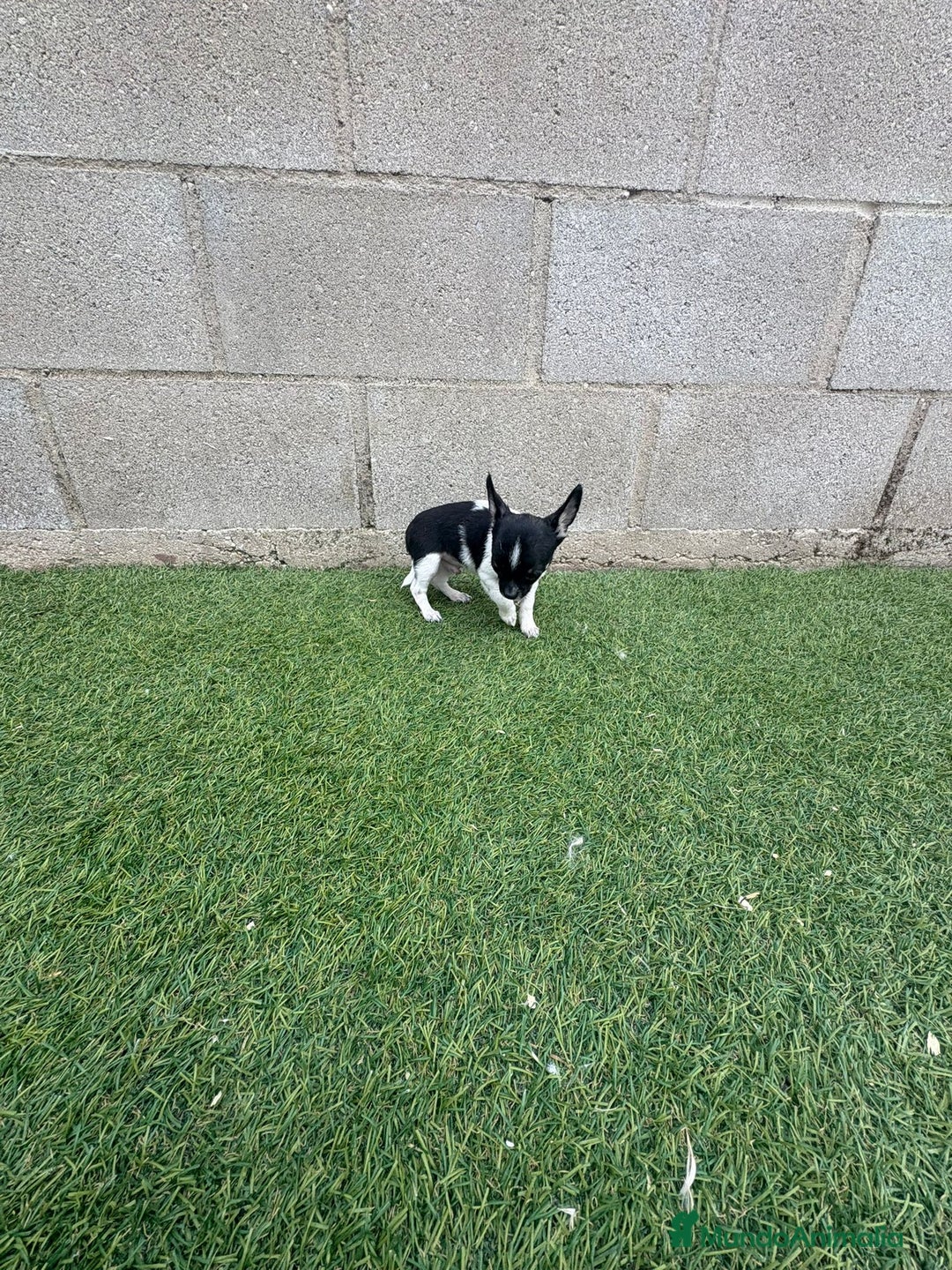 Chihuahua perros en venta: Chihuahua micro toy - Imagen 13