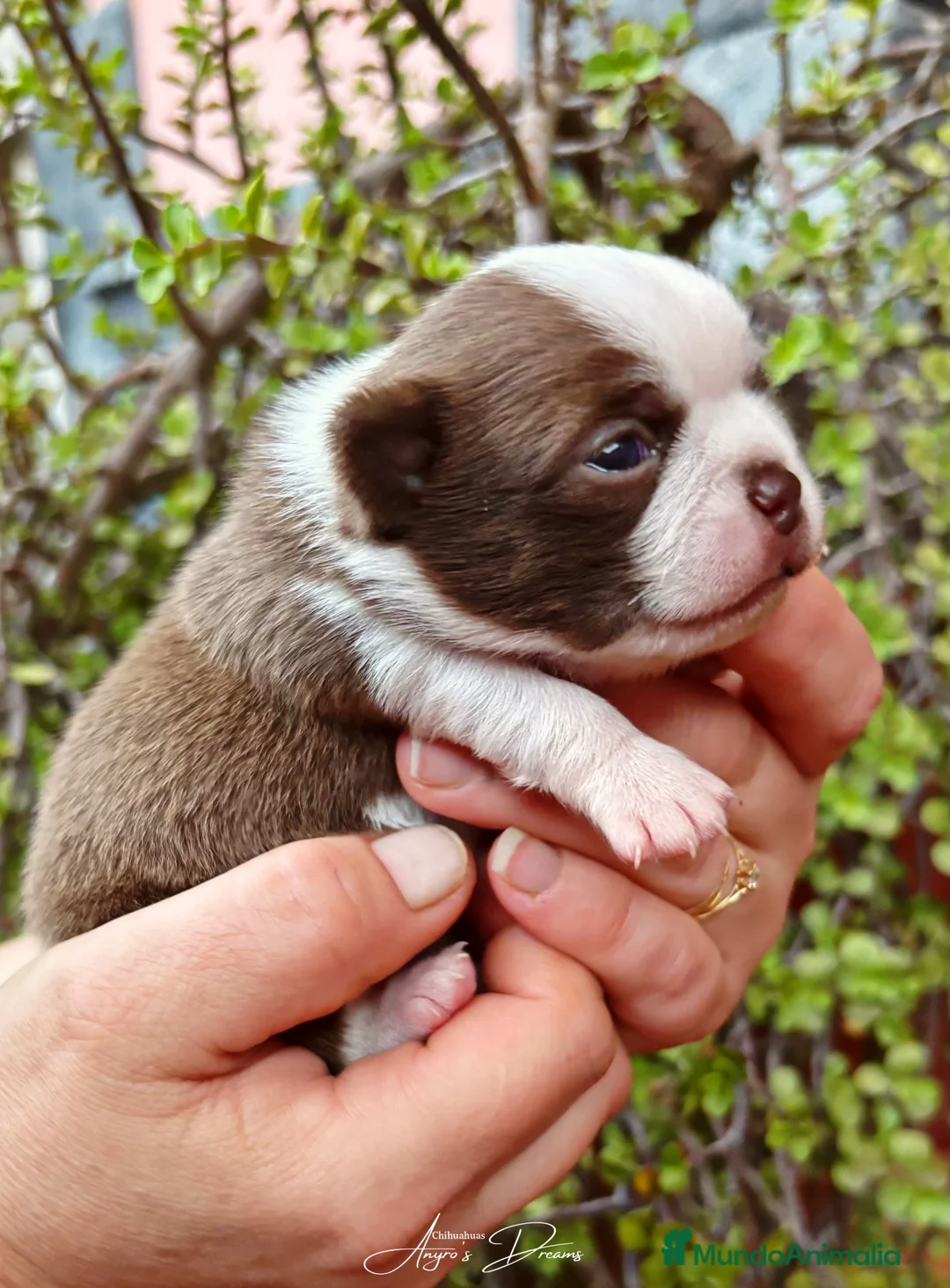 Chihuahua perros en venta: Chihuahua hembra - Anuncio 5