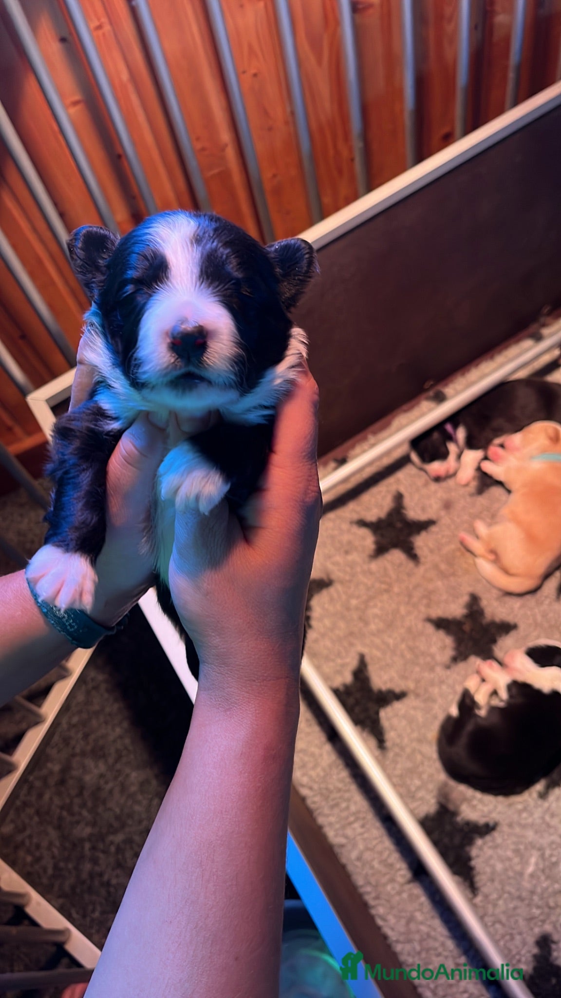 Border Collie perros Se venden cachorros Border Collie!!! - Anuncio 2