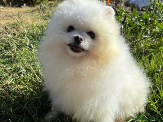 Pomerania perros - Anuncio 1