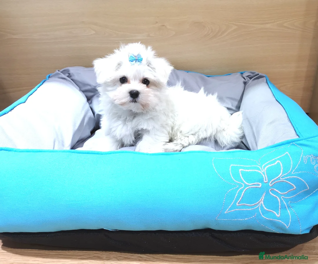 Bichón Maltés perros en venta: Bichón Maltés - Anuncio 7