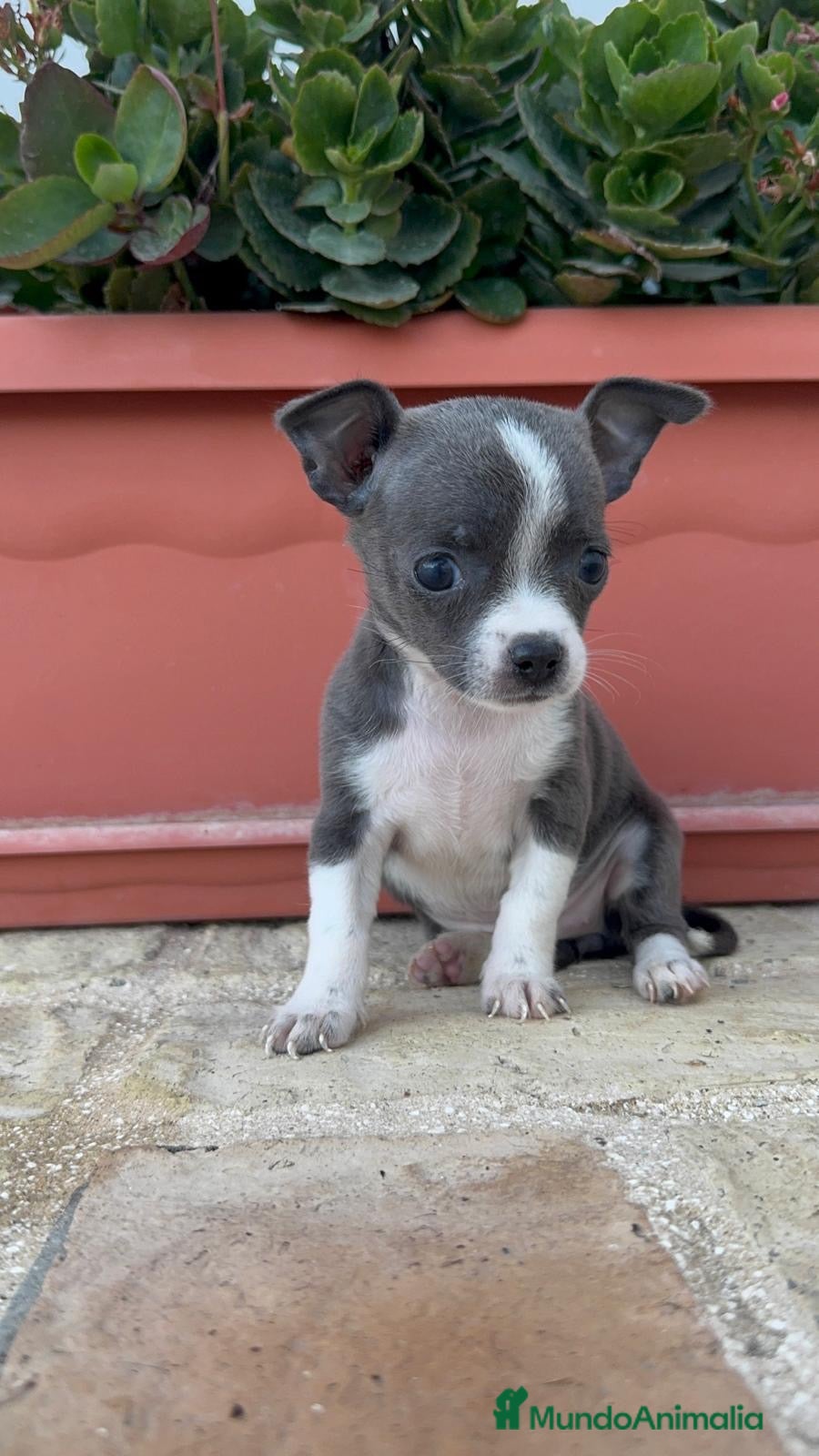 Chihuahua perros CHIHUAHUA HEMBRA – PEQUEÑITA Y PRECIOSA - Anuncio 1