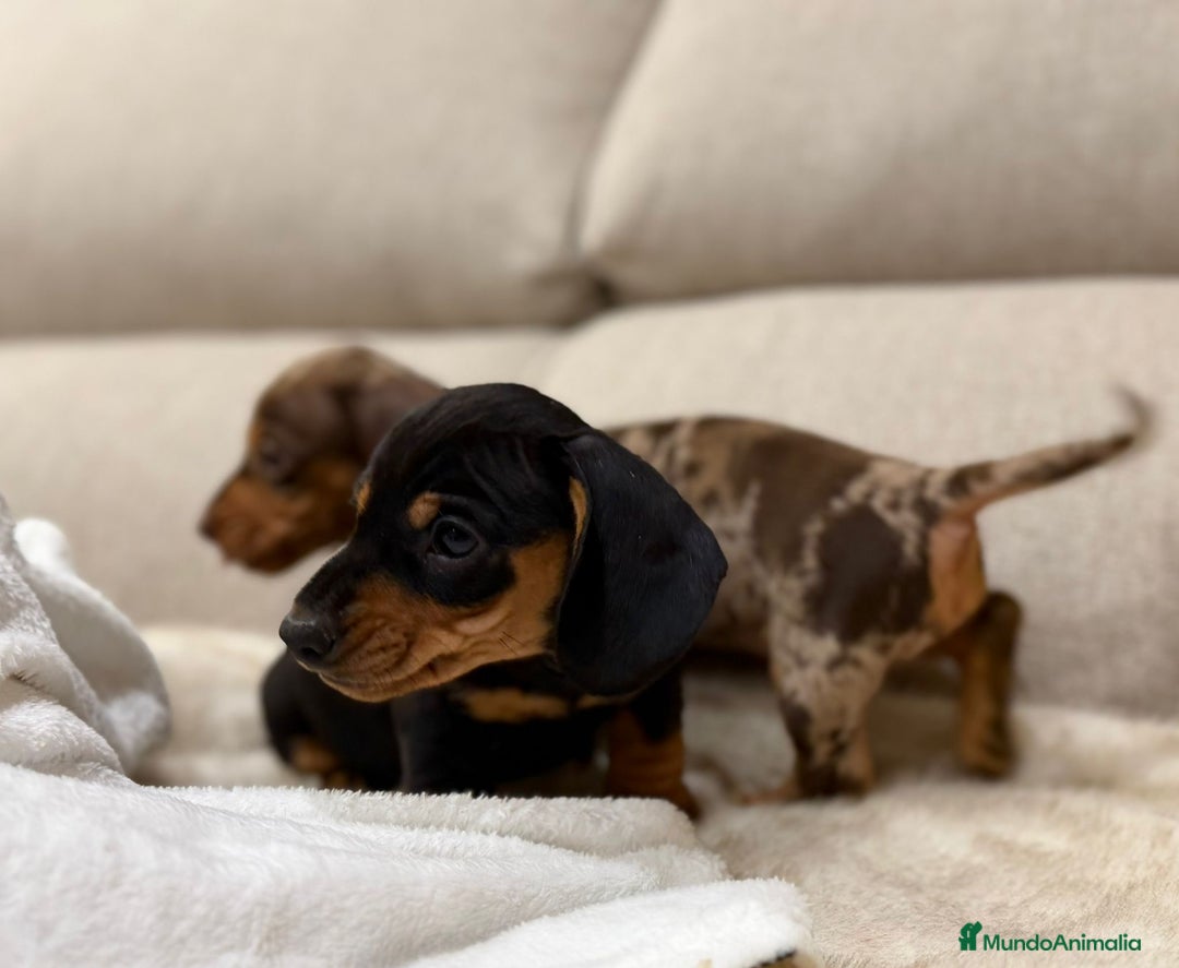 Teckel Miniatura perros en venta: Teckel mini criados en casa MADRID  - Anuncio 3