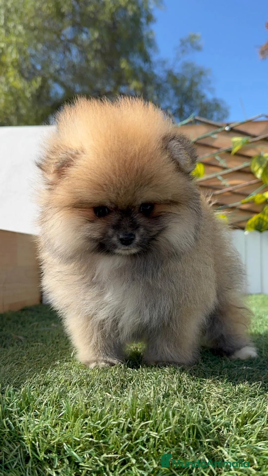 Pomerania perros en venta: POMERANIA HEMBRA - Anuncio 5