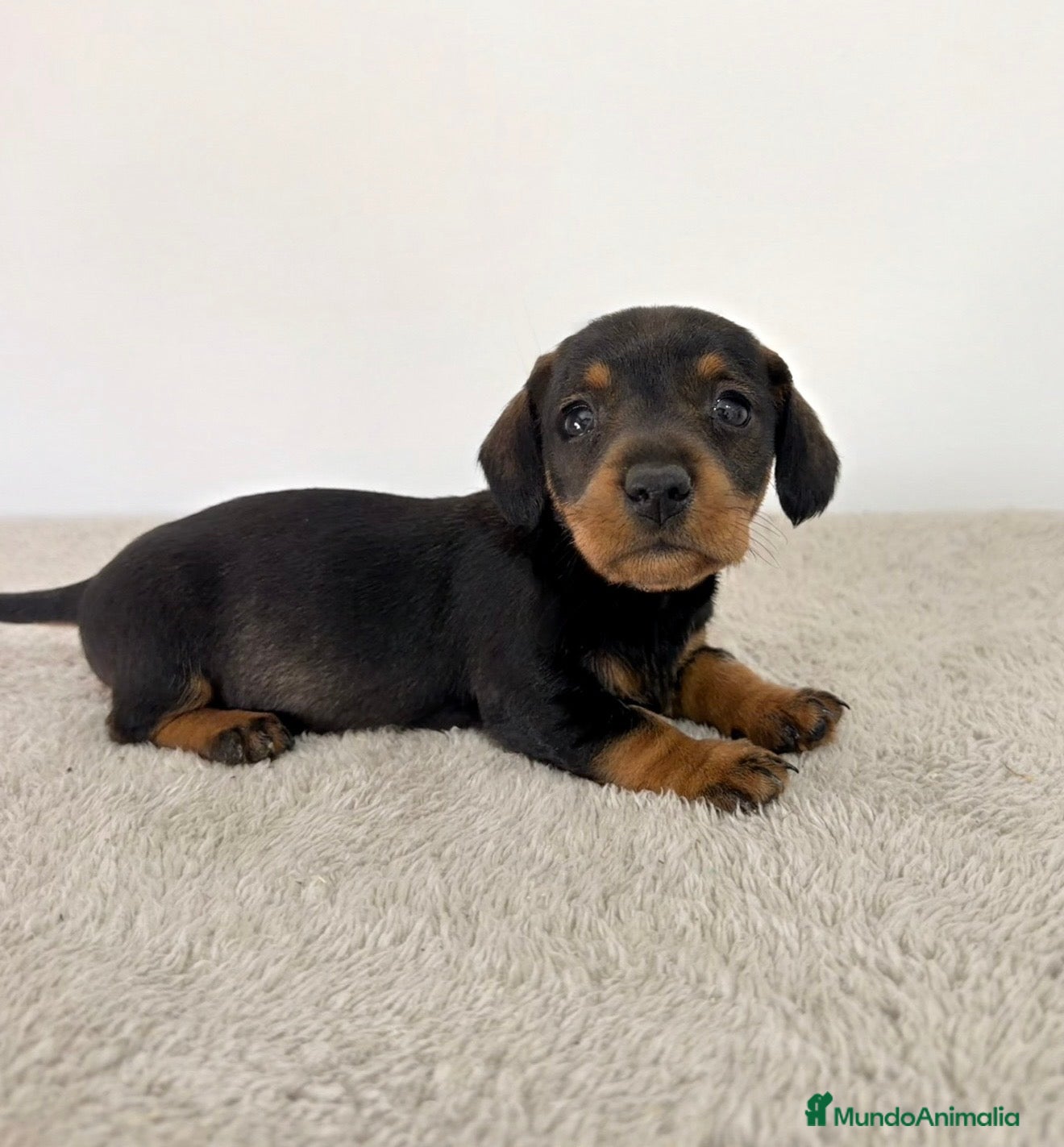 Teckel Miniatura perros TECKEL MINIATURA HEMBRA  - Anuncio 3