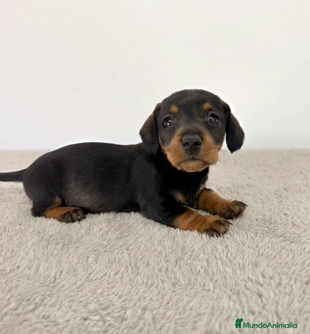 Teckel Miniatura perros en venta: TECKEL MINIATURA HEMBRA  - Anuncio 1