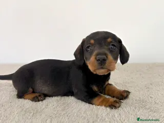 Teckel Miniatura perros TECKEL MINIATURA HEMBRA - Anuncio 3