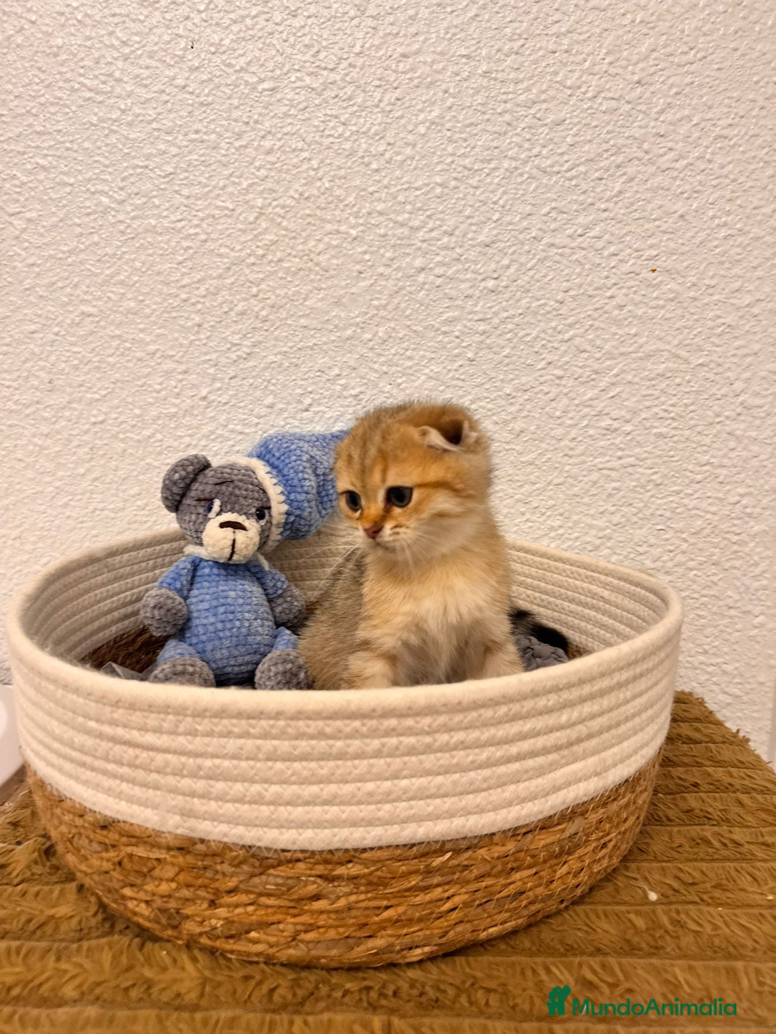 Scottish Fold gatos Scottish fold golden tabby - Anuncio 2