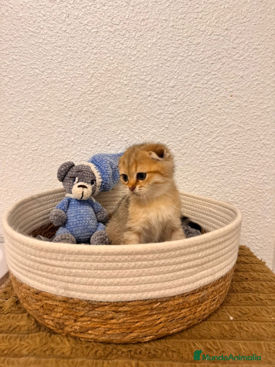 Scottish Fold gatos en venta: Scottish fold golden tabby - Imagen 2