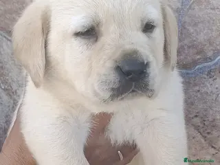 Labrador Retriever perros Espectacular camada de labrador retriever - Anuncio 4