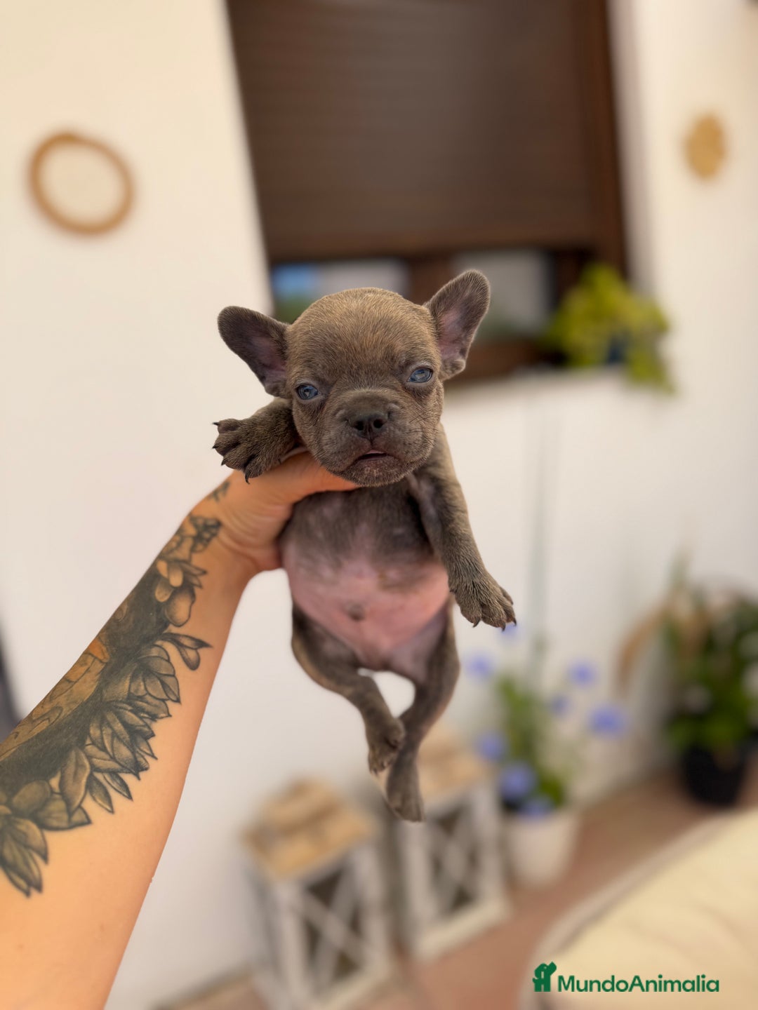 Bulldog Francés perros en venta: Bulldog francés macho mini  - Imagen 4