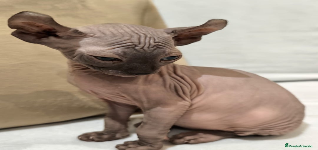 Imagen de galería {{count}}