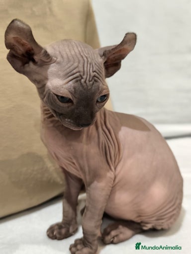 Imagen de galería {{count}}