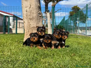 Yorkshire Terrier perros Yorkshire - Anuncio 1