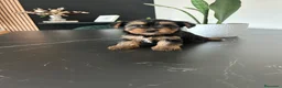 Yorkshire Terrier perros en venta: yorkshire terrier  - Anuncio 5