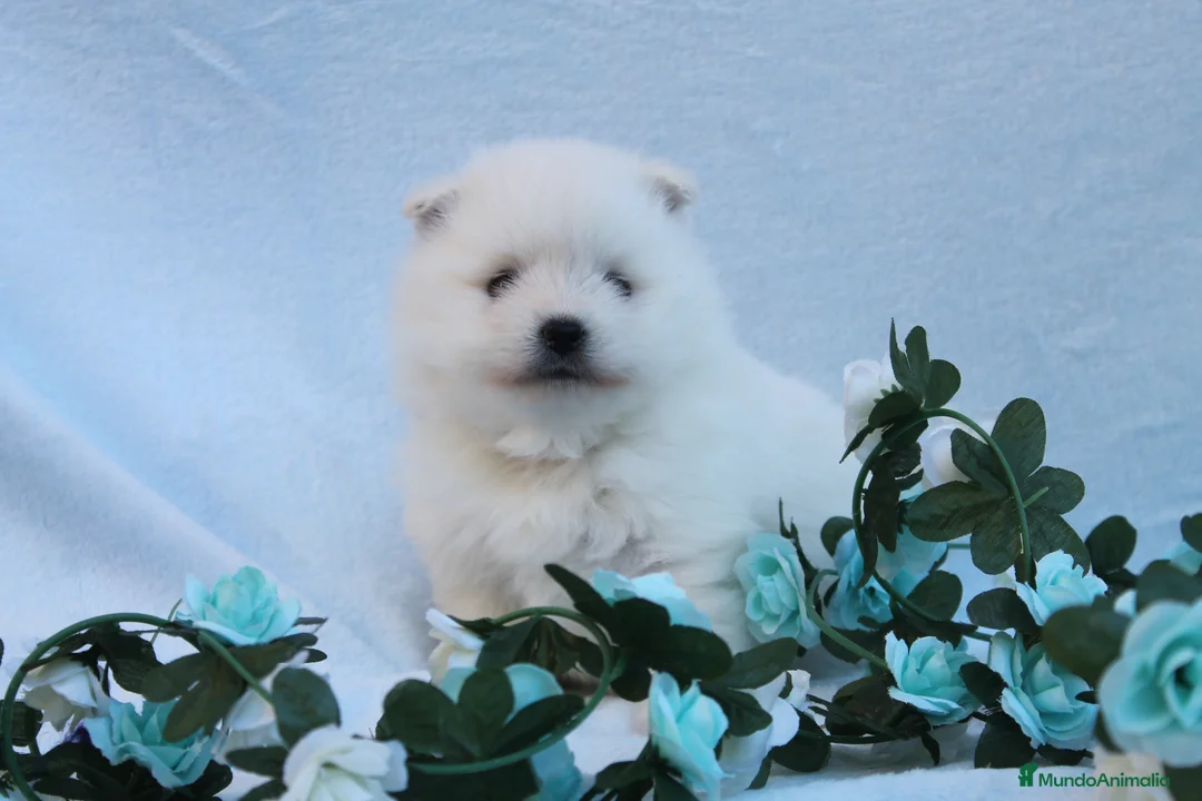 Pomerania perros en venta: imprecionantes pomerania toy - Anuncio 6