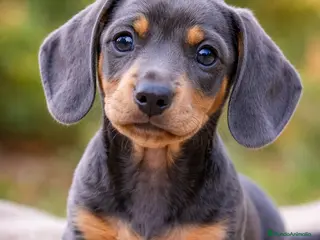 Teckel Miniatura perros TECKEL BLUE, MACHO Y HEMBRA 🩵 - Anuncio 1