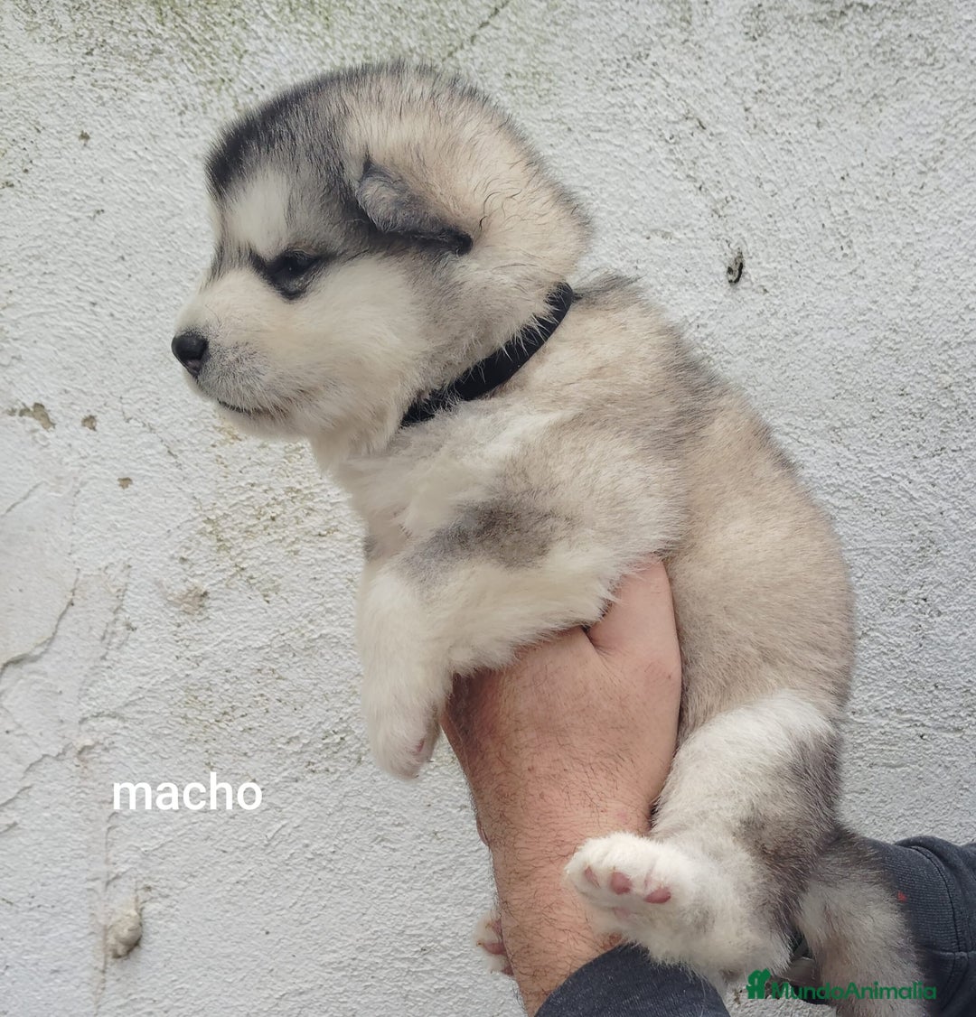 Alaskan Malamute perros en venta: CAMADA DE ALASKAN MALAMUTE - Anuncio 2