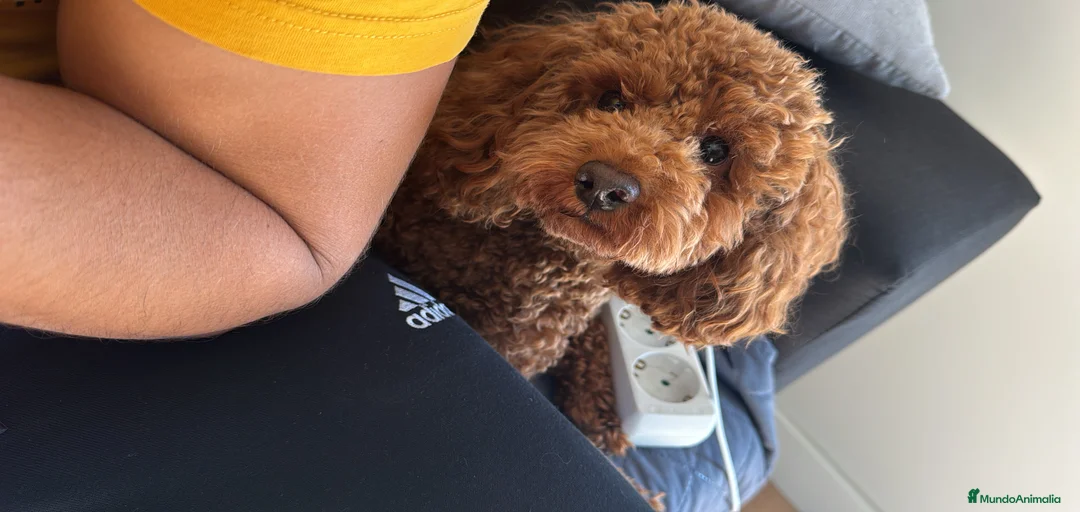 Imagen de galería {{count}}