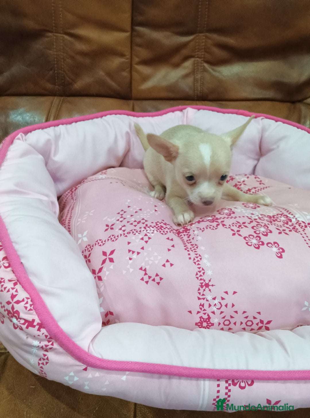 Chihuahua perros en venta: CHIHUAHUA TOY - Imagen 6