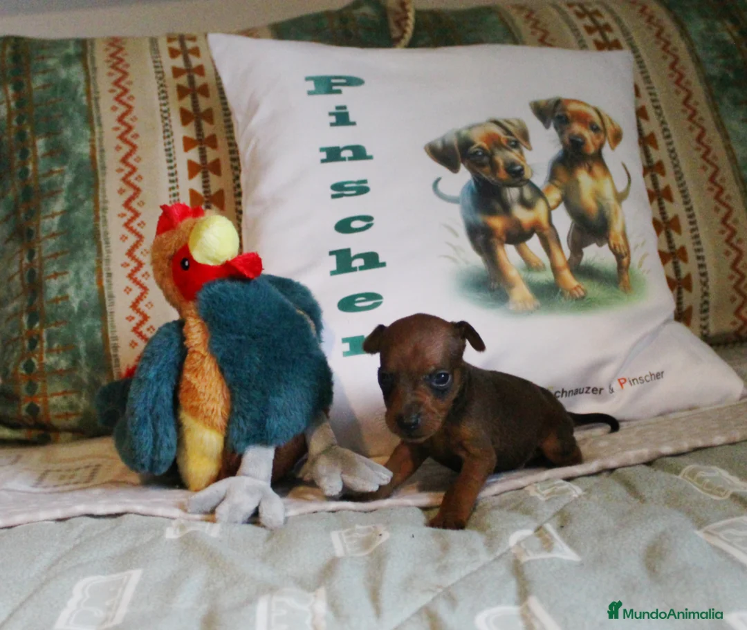 Pinscher Miniatura perros en venta: Pinscher miniatura disponibles  - Anuncio 2