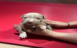 American Pit Bull Terrier perros en venta: camada American Pitbull Terrier  - Imagen 5