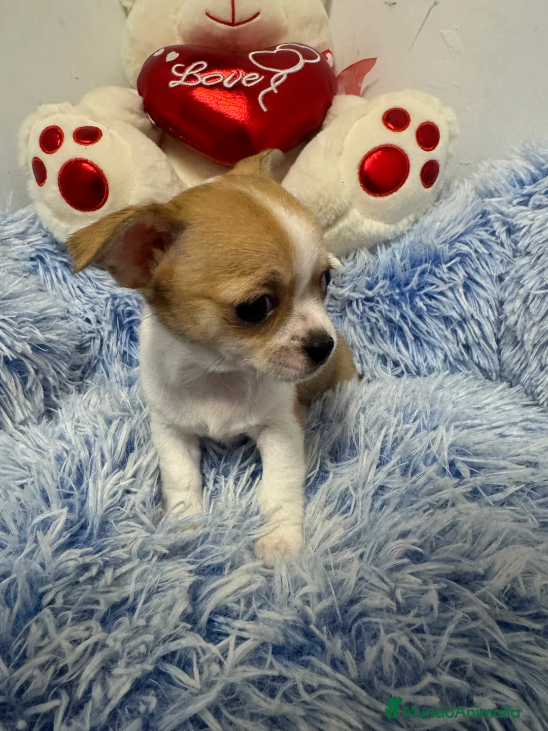 Chihuahua perros en venta: Chihuahuas toys  - Anuncio 3