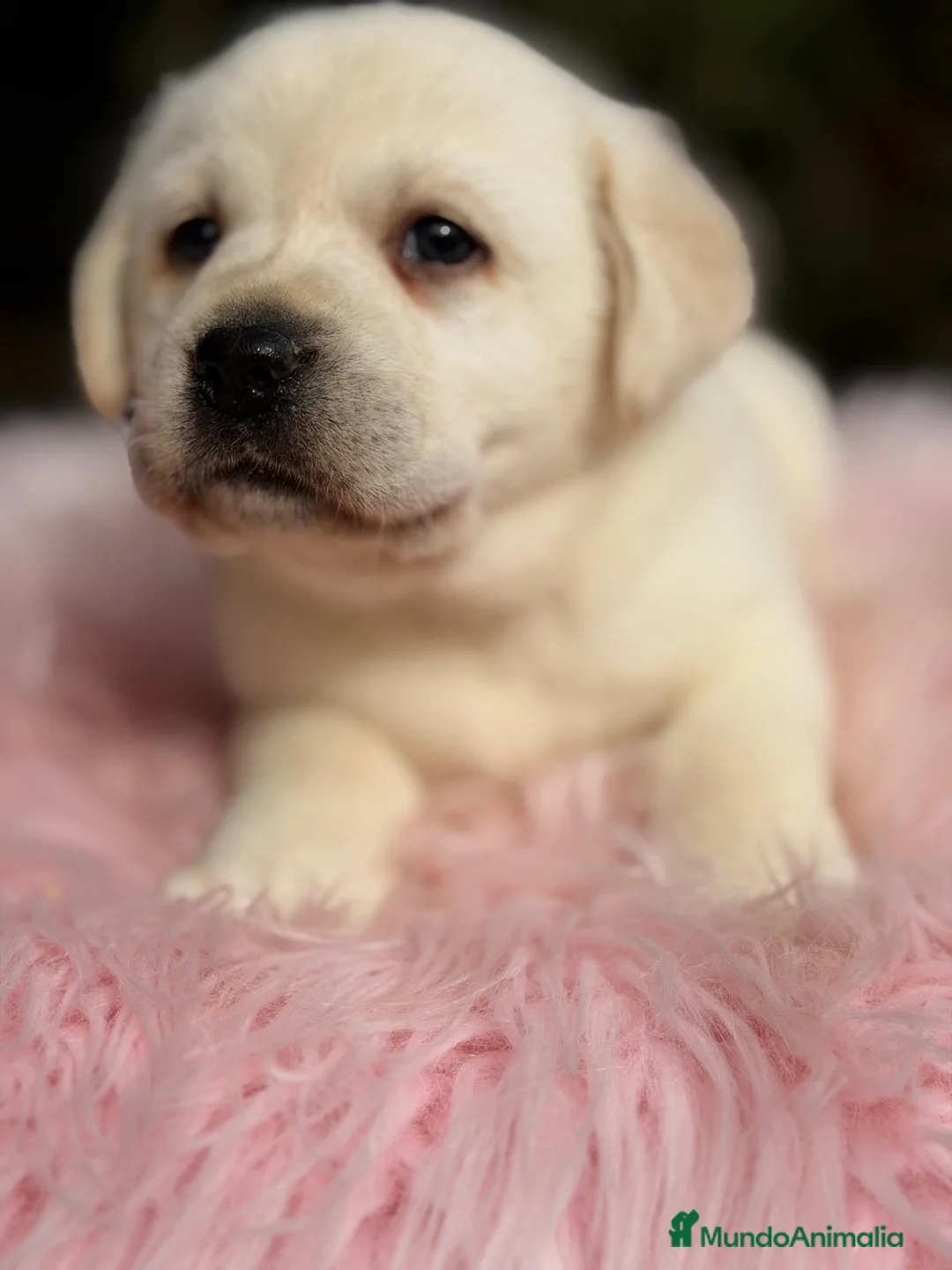 Labrador Retriever perros en venta: LABRADOR RETRIEVER  - Anuncio 4