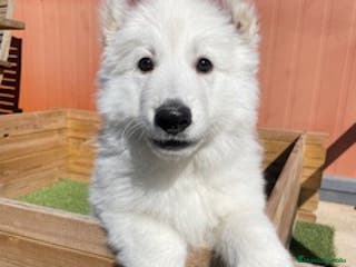 Pastor Blanco Suizo perros PASTOR SUIZO en Barcelona - Anuncio 2