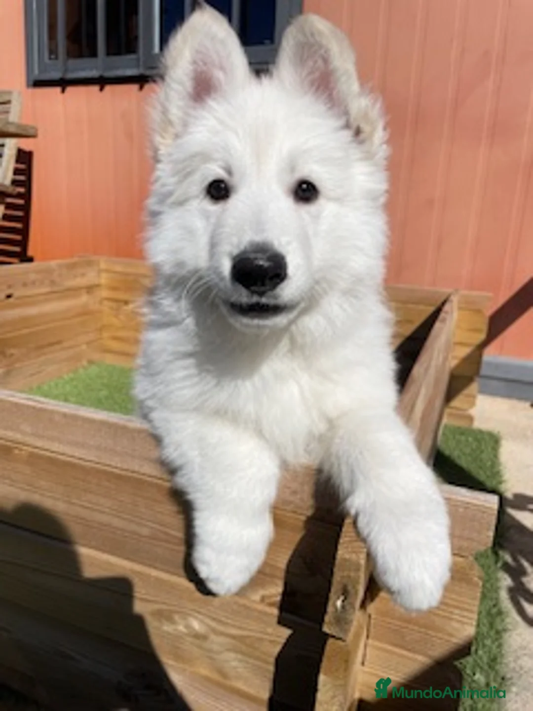 Pastor Blanco Suizo perros en venta: PASTOR SUIZO en Barcelona - Anuncio 1