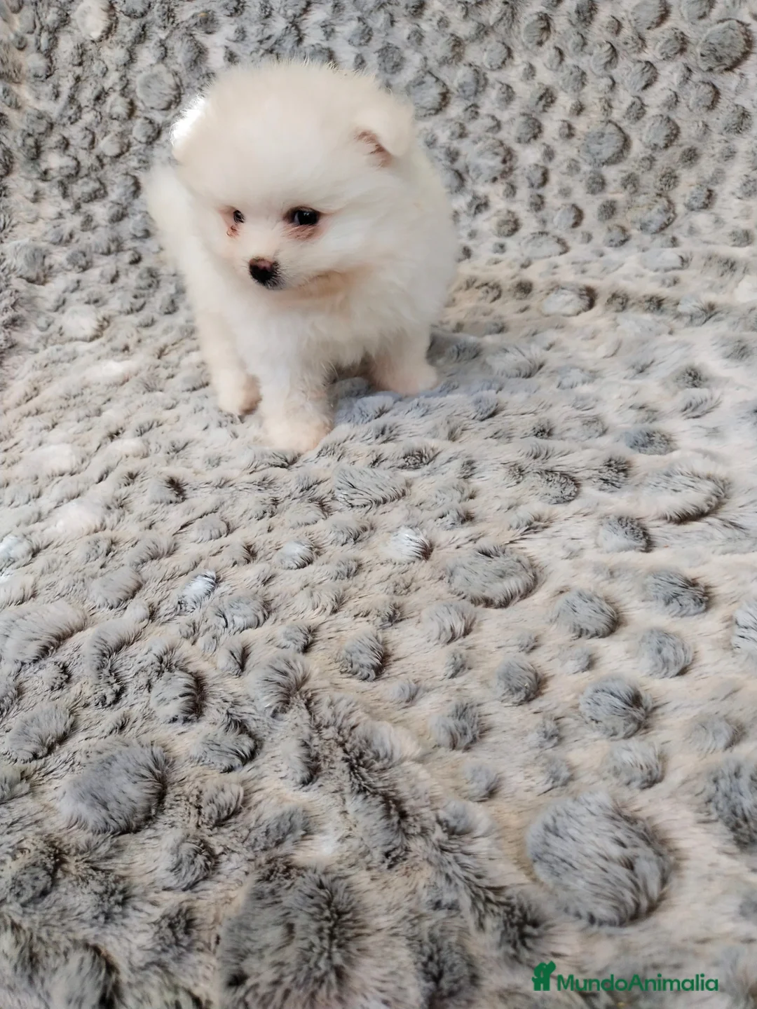 Pomerania perros en venta: PRECIOSO CACHORITO DE POMERANIA TOY  - Anuncio 2