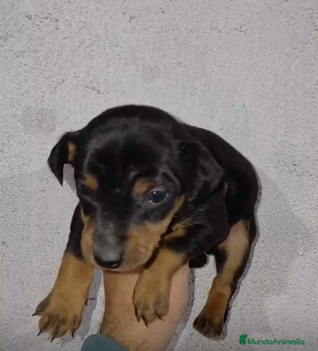 Pinscher Miniatura perros en venta: Pinscher miniatura negro fuego  - Anuncio 6