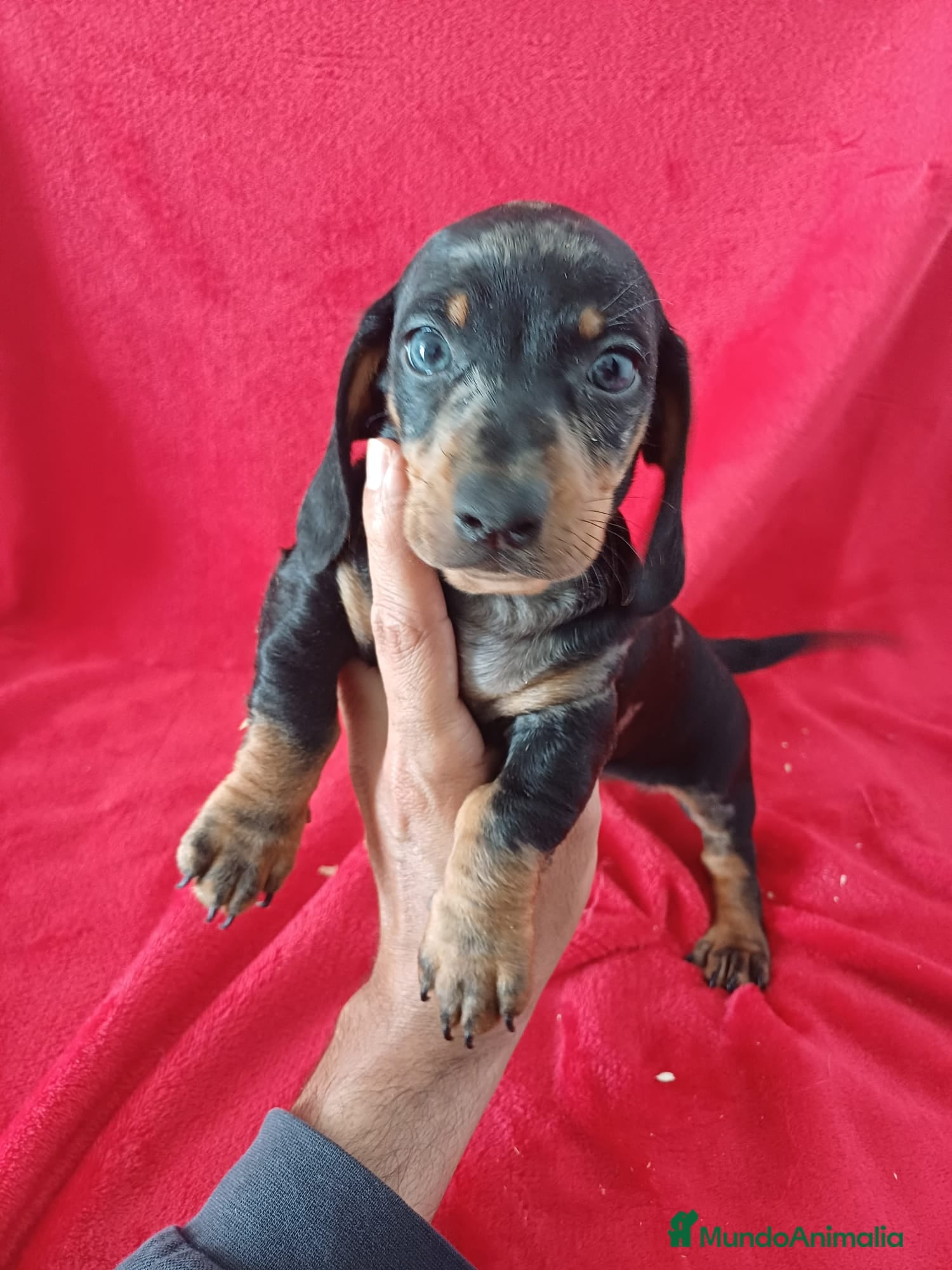Teckel Miniatura perros Teckel Mini Arlequin  - Anuncio 2