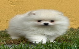 Pomerania perros en venta: Pomerania Miniatura, ejemplares blancos y crema - Imagen 3