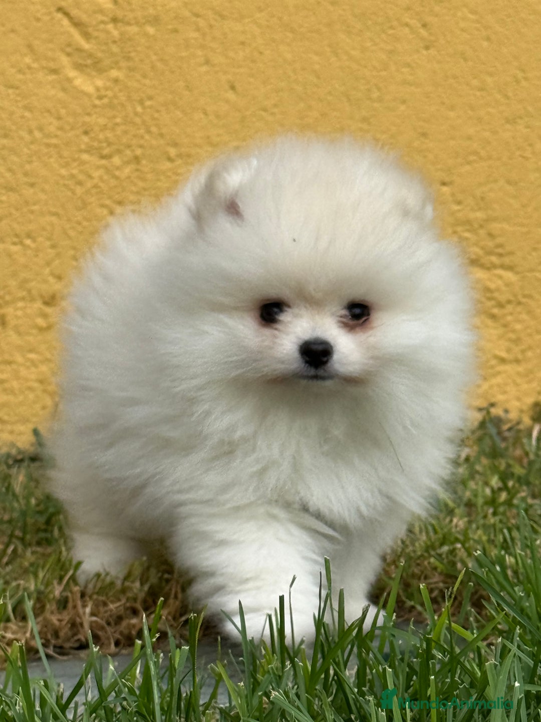 Pomerania perros en venta: Pomerania Miniatura, ejemplares blancos y crema - Imagen 3