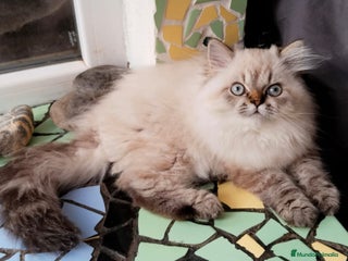 Persa gatos en Madrid - Anuncio 12