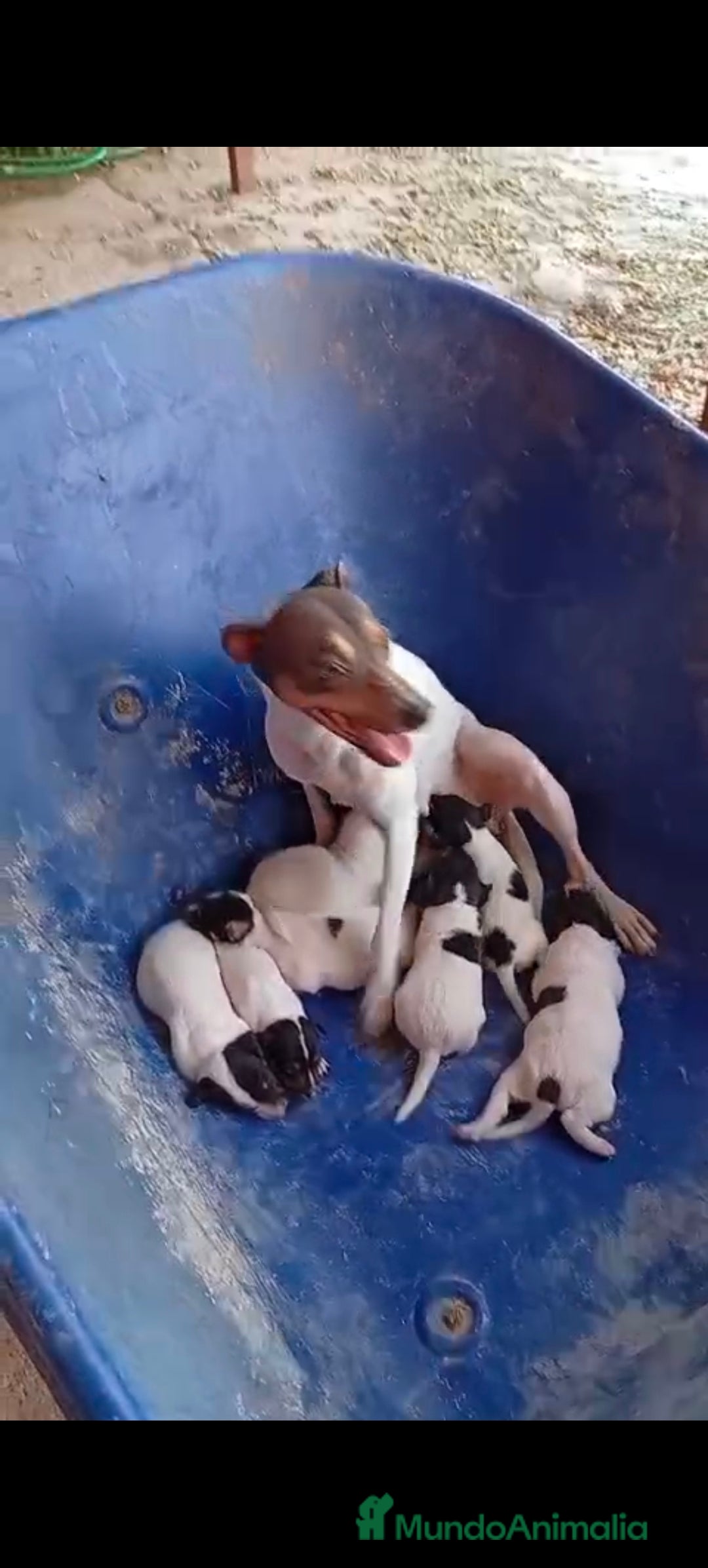 Ratonero Bodeguero Andaluz perros en venta: Bodeguero  - Imagen 1