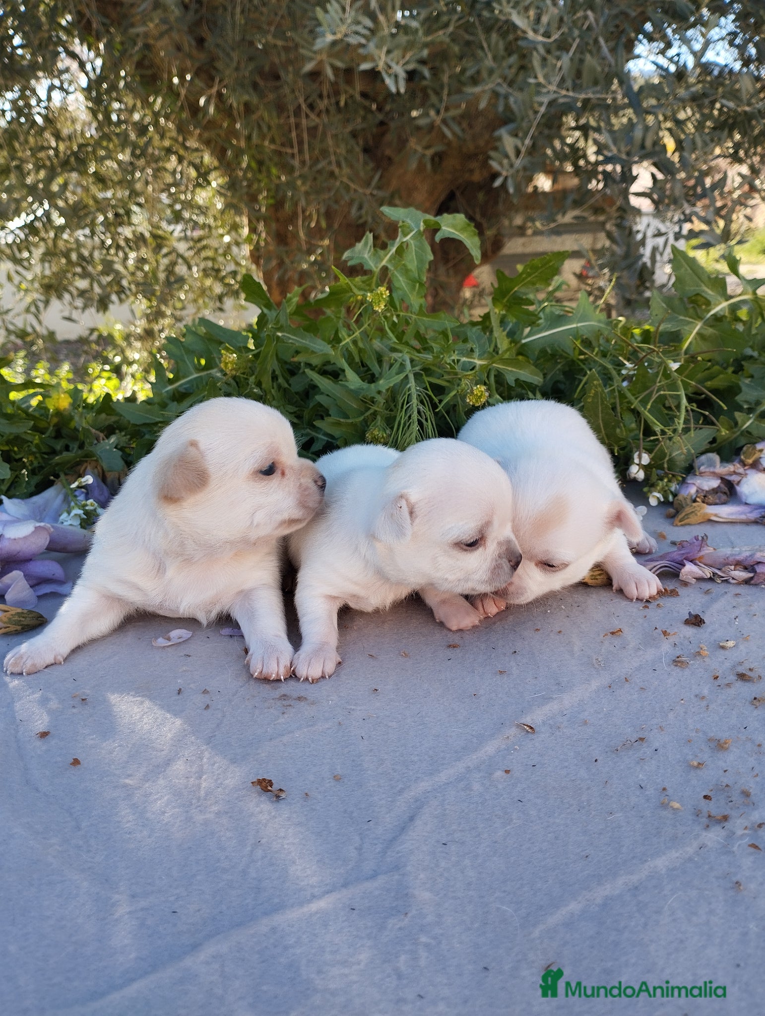 Chihuahua perros Chihuahuas Toy Cabeza de manzana - Anuncio 1