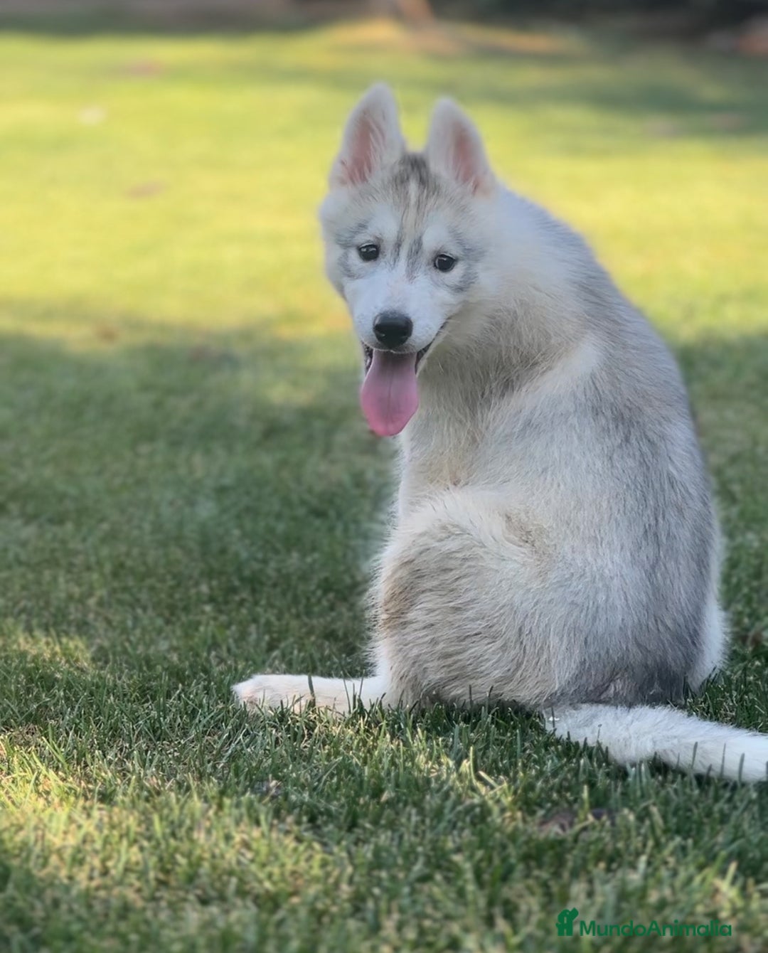 Husky Siberiano perros en venta: Camada de huskys siberianos - Imagen 1