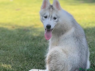 Husky Siberiano perros - Anuncio 2